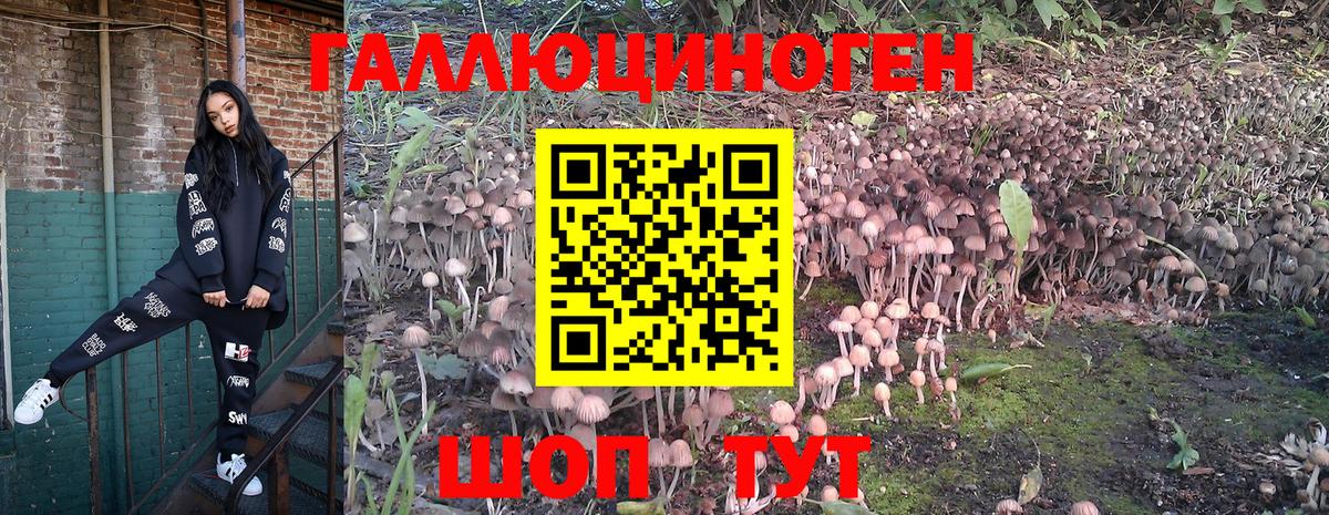 Псилоцибиновые грибы Psilocybine cubensis Искитим